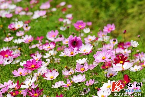 五月遇上格?；? 張家界武陵源一鄉(xiāng)村初夏風光迷人